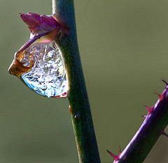 rose thorns with dew drops